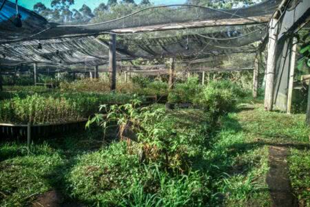 O outro lado da terra do carvão: assentamentos do MST, agroecologia e vidas recuperadas