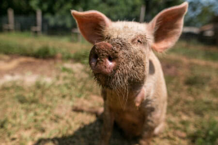 Santuário busca materializar ideia de libertação animal: ‘toda vida importa’