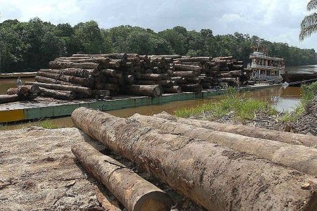 Pela renda e pelo boi, urge dizimar a floresta e a gente que vive lá (por Jacques Távora Alfonsin)