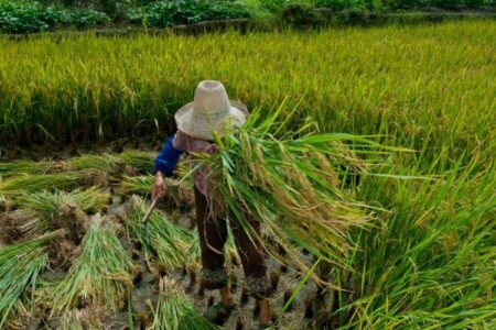 Entidades denunciam desmonte de fiscalização e combate ao trabalho escravo no Brasil