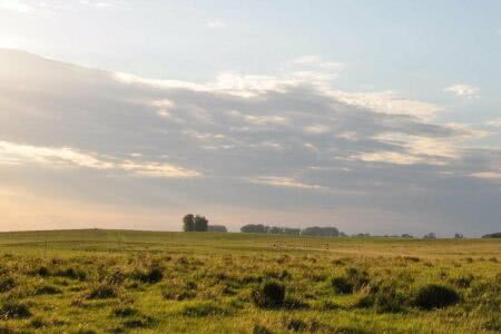 Desmatamento florestal do Pampa cresceu 92,1% em 2021, aponta relatório do MapBiomas