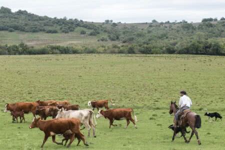 Após sucessivas perdas, área de vegetação nativa do Pampa se equivale à de agricultura