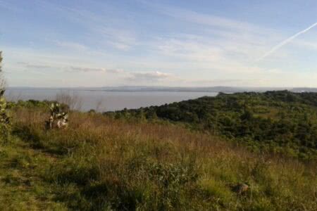 Trecho de Mata no Morro do Osso, em Porto Alegre. (Foto: SMAM/Prefeitura de Porto Alegre)