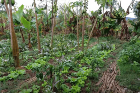 Curso apresentará estratégias de agroecologia em território ameaçado pela mineração