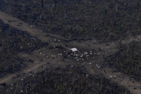 Vista aérea de um desmatamento na Amazônia para expansão pecuária, em Lábrea, Amazonas. (Foto: Victor Moriyama / Amazônia em Chamas)