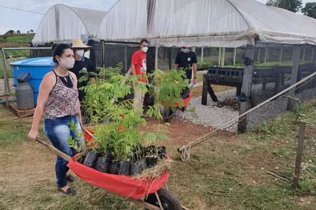 Viveiro já está produzindo mudas para somar-se à meta das 10 milhões de árvores que deverão ser plantadas pelo MST ao longo de 10 anos | Foto: Corbari/BdF-RS