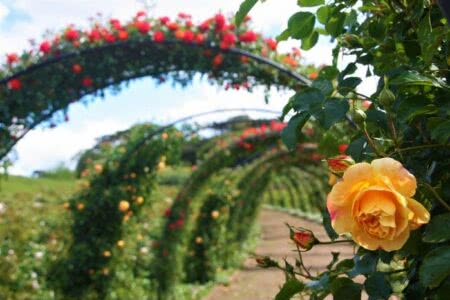 Dedicado ao paisagismo, parque divulga ter 7 milhões de plantas e mais de 300 espécies. Foto: Vanessa Pedrotti/ Mátria Parque/Divulgação