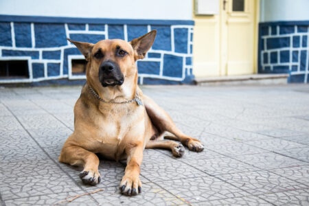 Comunidade do Centro Histórico lamenta morte de seu cão mais famoso, Alemão