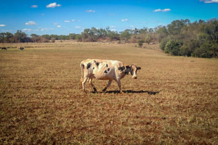 Desesperados, agricultores dizem que medidas contra a estiagem são ineficazes