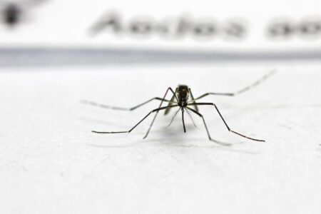 Casos de dengue aumentam 276% em dez dias em Porto Alegre