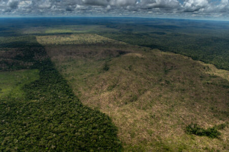 Desmatamento na Amazônia teve alta de 60% no governo Bolsonaro em relação aos quatro anos anteriores. Foto: Christian Braga/Greenpeace