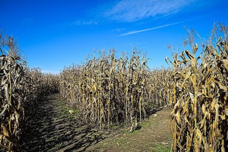 Alimentos transgênicos: o que são e quais os riscos para a saúde e o meio ambiente