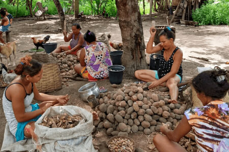 Livro retrata saberes dos povos tradicionais e biodiversidade do Cerrado