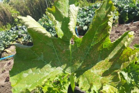 Assentamento em Tapes foi atingido por pulverização aérea de agrotóxicos, denuncia MST