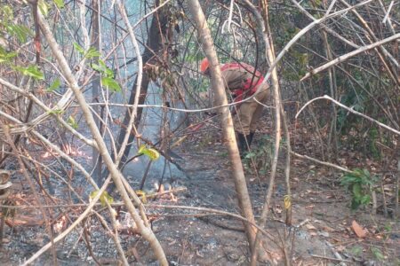 Do total, 2,8 milhões de hectares eram de florestas. Foto: Arquivo Corpo de Bombeiros de Goiás
